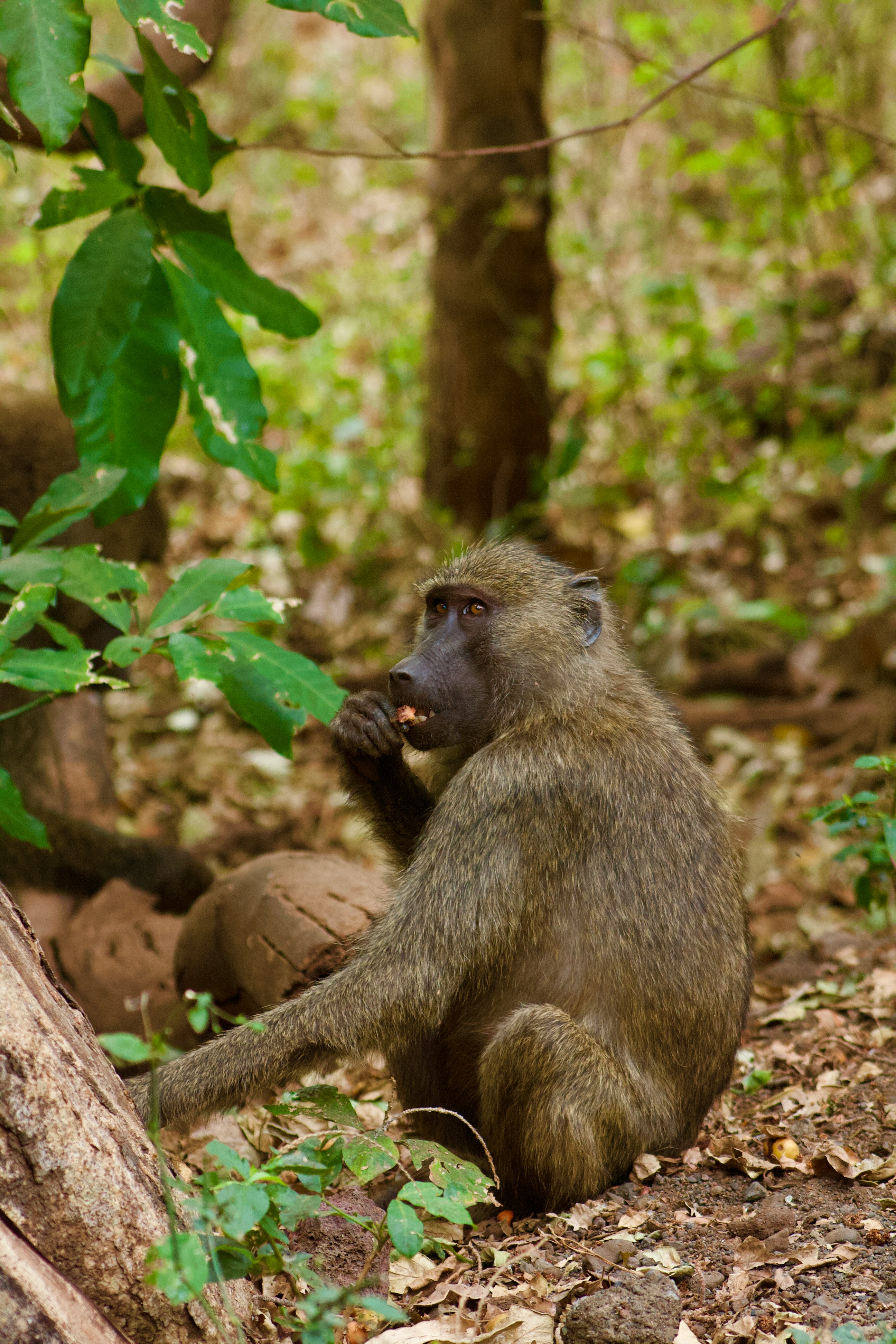 Lake Manyara National Park